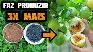 COMO ADUBAR SEU MARACUJÁ - Faz Produzir 3 VEZES MAIS Usando Esses Adubos Gratuitos