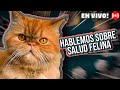 COMO CUIDAR LA SALUD DE MI GATO 🙀 LA GATERÍA TV EN VIVO