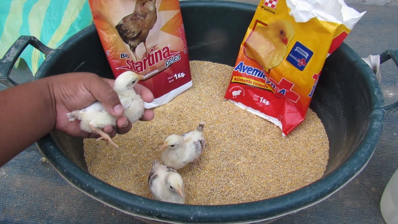 alimento para pollos recien nacidos - YouTube