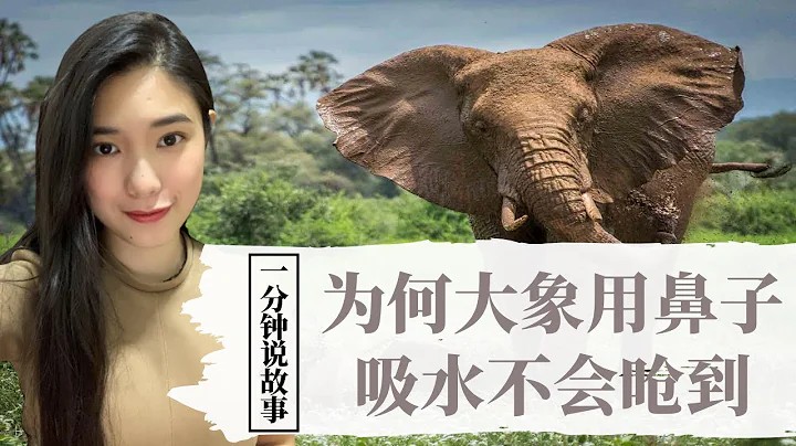 【1分钟说故事】为何大象用鼻子吸水不会呛到 | 高智商的动物都不会呛到 | Karen冯凯琳