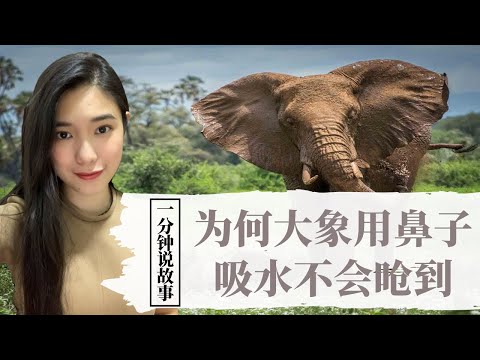 【1分钟说故事】为何大象用鼻子吸水不会呛到 | 高智商的动物都不会呛到 | Karen冯凯琳