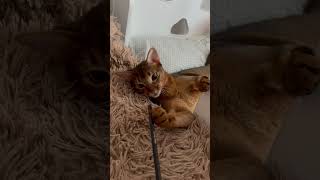 Cute cat Olaf #funny #abyssinian #cat #tiktok