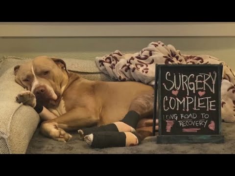 Dog named Hank recovering from extensive surgery after being thrown off Portland overpass