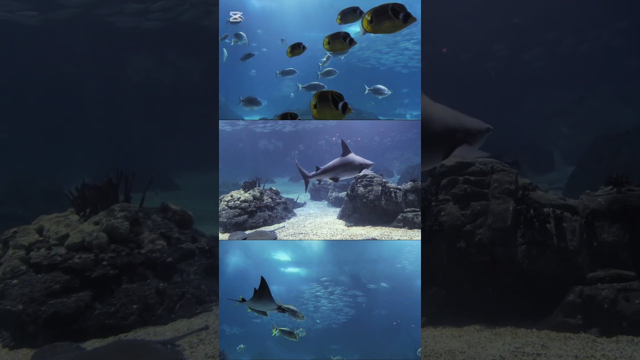 Shark In Lisbon Oceanarium