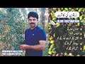 Olive cultivation i zaitoon ke kasht ii pakistan mein zaitoon ke kasht iii how to grow olives