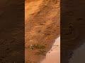ربيع عيون الجواء القصيم 1445