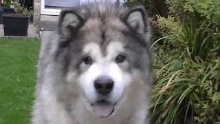 Kane the Alaskan malamute today would have been your 16th birthday