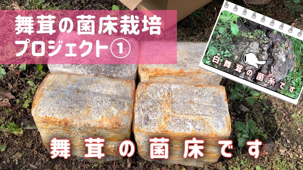 舞茸の菌床栽培プロジェクト① 仕込み✨　白舞茸