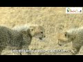 草原を行く赤ちゃんチーターたち 　 　Wild Animals in Africa / Mothers are hard in every world.