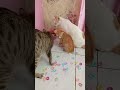 Cat barsic🌟 marble 🎉 ring ☘️3 catt#satisfying #SatisfyingProcess #satisfyingvideo