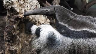 屋内で採食するオオアリクイ Giant Anteaters Feeding 19 0225 Youtube 屋内で採食するオオアリクイ Giant Anteaters Feeding 19 0225 Youtube