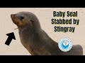 Baby Seal Stabbed by Stingray