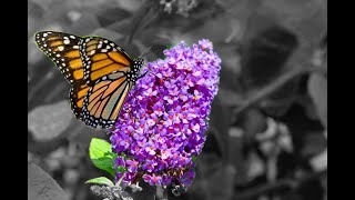 Selective Color