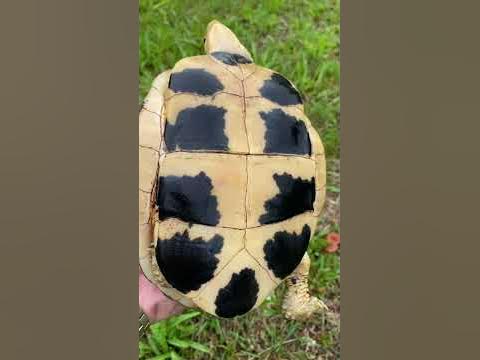 Rarest Turtle - Cuora Picturata - YouTube