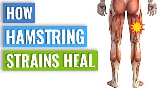 Hamstring Strain Healing - How Your Body Heals A Hamstring Strain screenshot 5