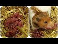 Ep6. Hamster giving LIVE BIRTH to 14 babies - PART 1