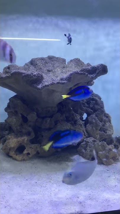 Aquasstar India Youtube
