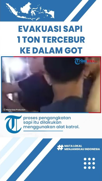 Detik-detik Proses Evakuasi Sapi 1 Ton yang Tercebur di Got Depan Rumah Wapres Maruf Amin