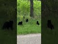 Momma Bear with Four Cubs in Riding Mountain National Park 🐻🐻🐻🐻