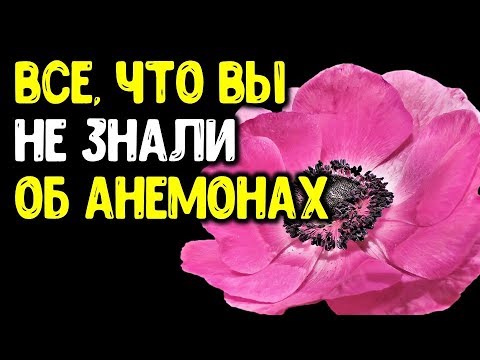 Весенние анемоны: от А до Я. Ветреница корончатая от посадки клубней и до цветения, и не только...