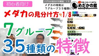 【メダカの見分け方 1/8】35種類の特徴と品種名の付け方、ニックネームとの違い等