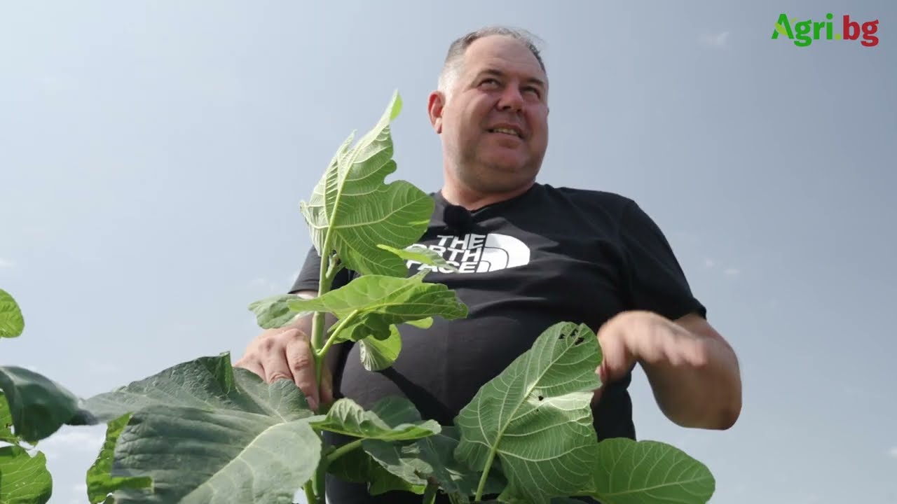 Овощар: Създаваме успешно смокинови градини в Северна България