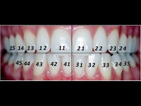Vídeo: Nomes Dos Dentes: Forma E Função De Quatro Tipos De Dentes