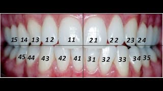 Numeração dos dentes: Dentes permanentes e Decíduos
