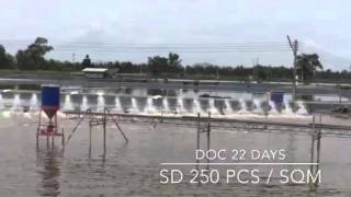 Aquamimicry RAS Shrimp Farming