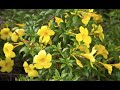 Dipladenia o mandevilla - Bricomanía ​