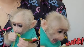 Baby Monkey SUGAR So Clinging to Mom but Funny Robbing Mom Food