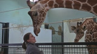Local experts talk giraffe mating, birth, and conservation