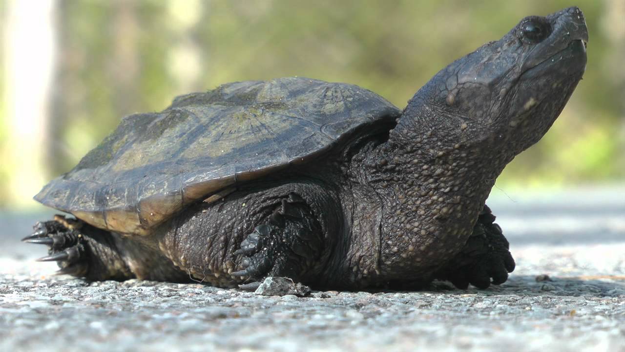 Snapping Turtle juvenile - YouTube