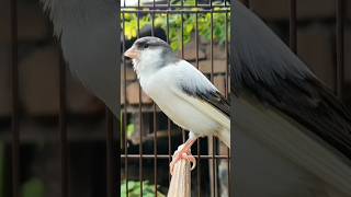 weird animal vids | animal sound #birdspecies #animallovers #canary #funny #shorts