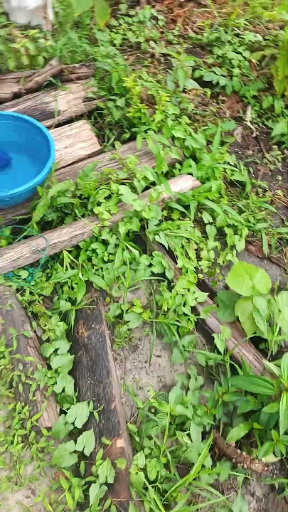 suasana di kebun