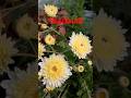 Winter flower guldaudi # #funny #comedy #youtubeshorts #trending #gardening #beautifulflowers #siya