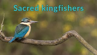 Bird photography | Kingfishers | Sony A1 and Sony 200-600mm lens