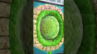 Difference Between Cell Wall and Cell Membrane | Class 9 Biology #shorts