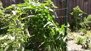Corn Blowing Over in the Wind. How I Kept Our Corn From Blowing Completely Over.