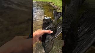 I Caught a FAT Pleco #shorts #fishing #pleco #invasivespecies