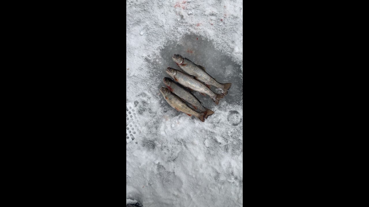 Winter Brook Trout Fishing - backwoods lakes in Ontario **WE FOUND ICE**