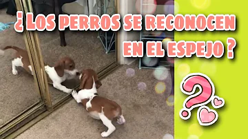 ¿Los perros los reconocen en el espejo?