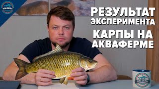 Результат эксперимента с карпами на Акваферме