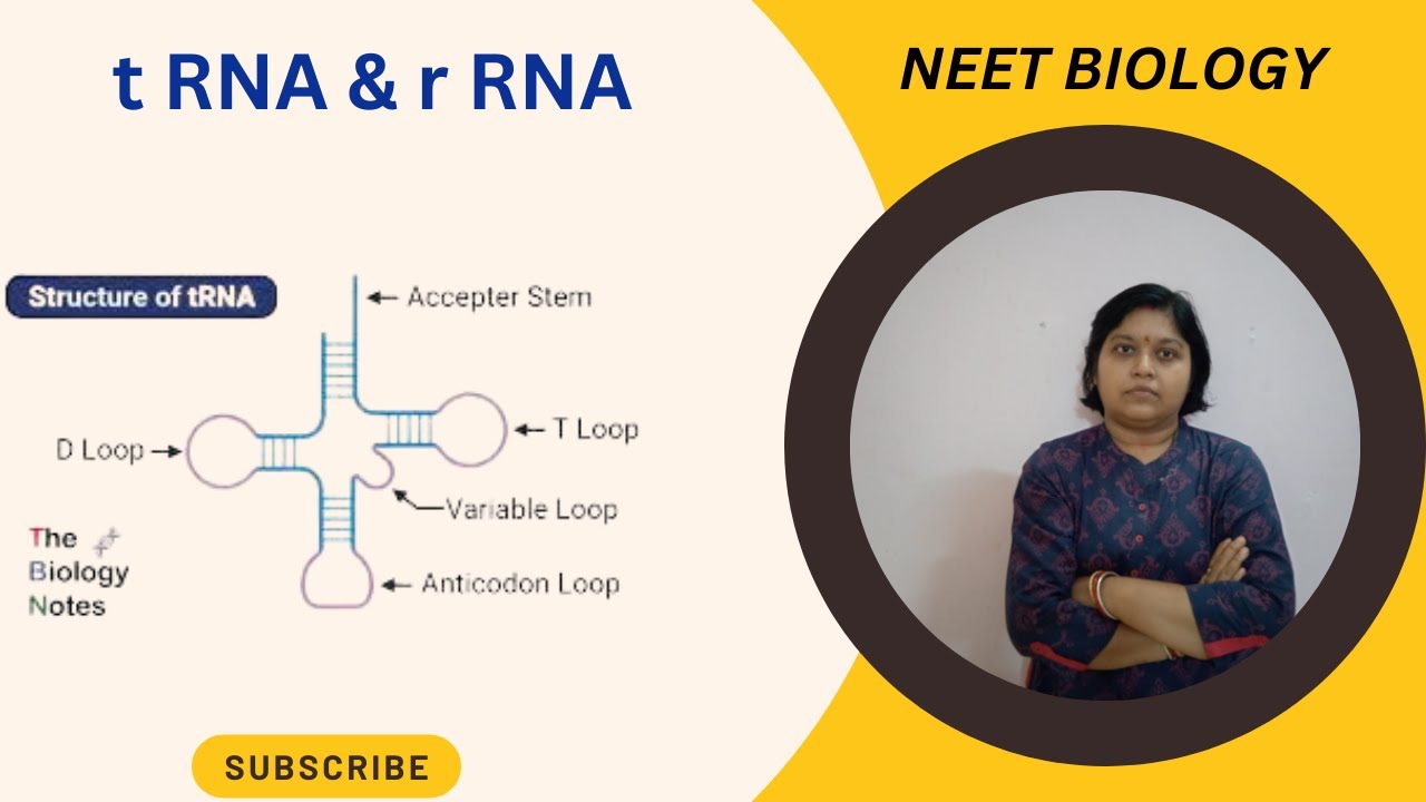 tRNA & rRNA #A to Z NEET - YouTube