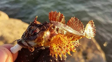 LRF - November Lure Only Species Hunt - Part 4