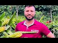 धान झुल्ने खेतमा ड्राइगन फुड झुले पछि । पबित्रा कृषी फर्म चौकुने ८ Real Village Life, Dragon Fruit