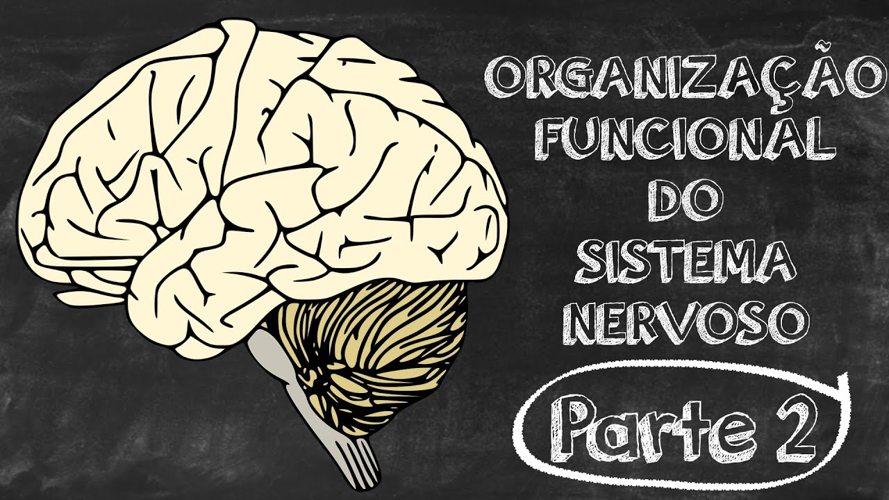 Aula 04b - Organização Funcional do Sistema Nervoso Parte 2
