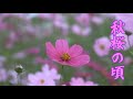 秋桜の頃 milkye623  (オリジナル あさみちゆき)