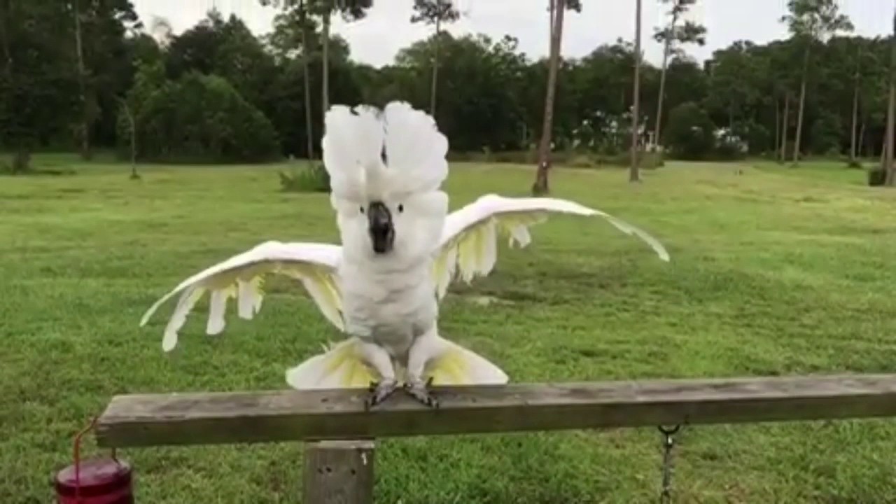 Snowee the cockatoo 2 YouTube