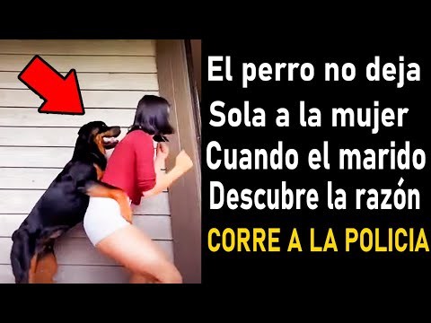 Perro Nunca Deja a La Mujer Sola Cuando el Marido Descubre La Razón Corre A La Policía